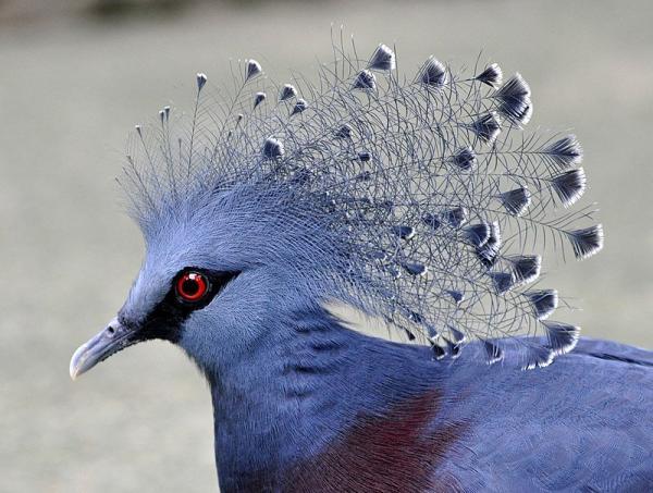 کبوتری به زیبایی طاووس، عکس