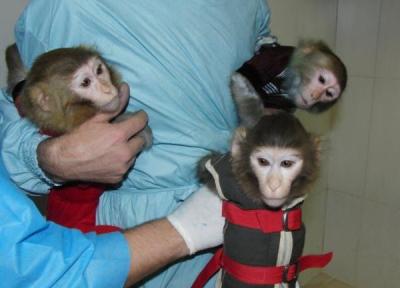 میمون های فضانورد ایرانی تشکیل خانواده دادند
