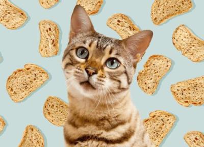 آیا خوردن نان برای گربه بی خطر است؟