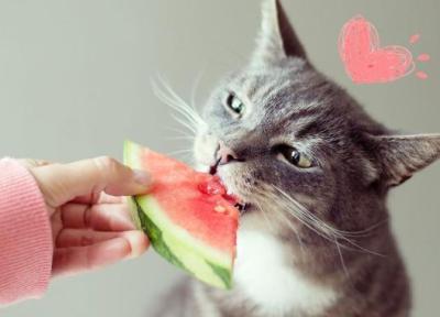 10 میوه و سبزی خوشمزه و بی خطر برای گربه ها