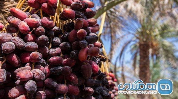 جشنواره های خرما و پسته و همایش رالی تور کمپرهای گردشگری در بم برگزار می شوند