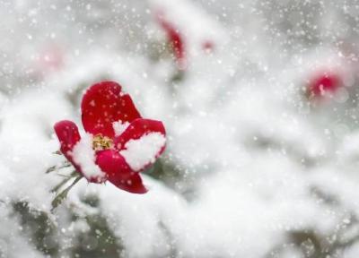 برترین گل ها برای پرورش در زمستان
