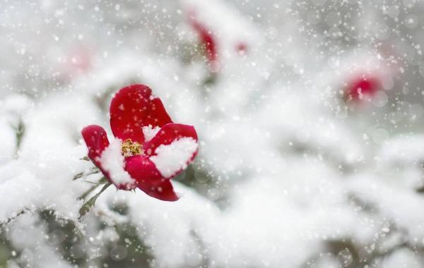 برترین گل ها برای پرورش در زمستان